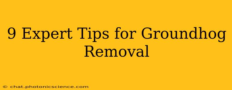 9 Expert Tips for Groundhog Removal