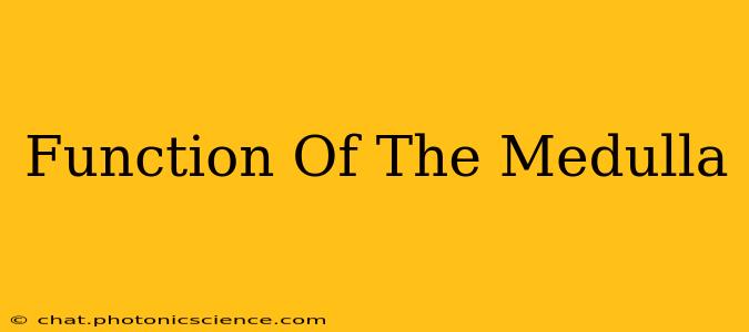 Function Of The Medulla
