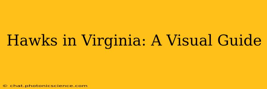 Hawks in Virginia: A Visual Guide