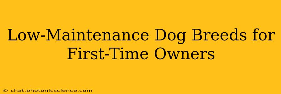 Low-Maintenance Dog Breeds for First-Time Owners