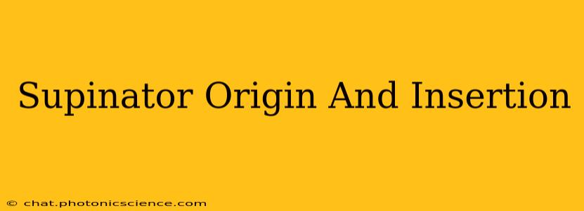 Supinator Origin And Insertion