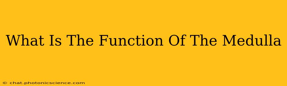 What Is The Function Of The Medulla